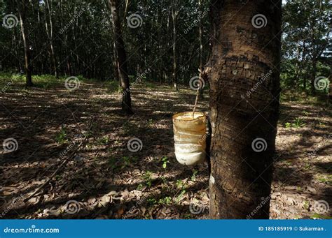 Milky Latex Extracted From Rubber Tree Royalty Free Stock Photography