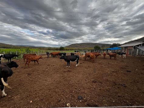 Vacas Novilhas E Touro Senepol Po Animais Para Agropecu Ria Gua