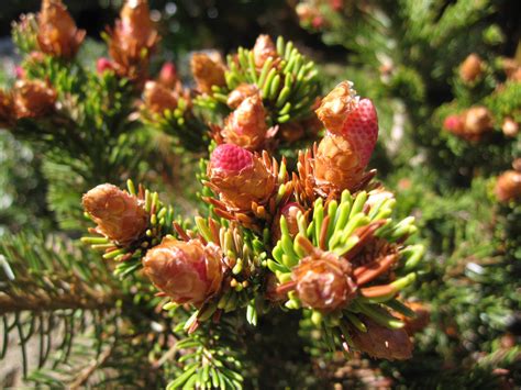 Solve Cones In Puch Dwarf Norway Spruce Jigsaw Puzzle Online With Pieces