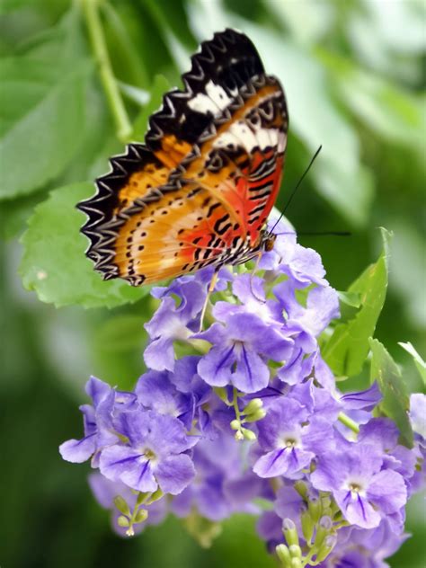 Butterfly, Callaway Gardens Pine Mountain, Georgia. Photography: Liz ...