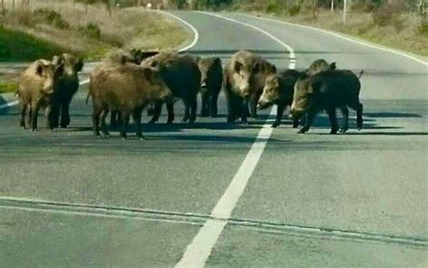 Invasione Di Cinghiali Agricoltori In Protesta Davanti Alla Regione