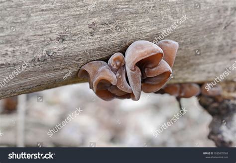 Jews Ear Wood Ear Auricularia Auricula Stock Photo Edit Now 1935870769