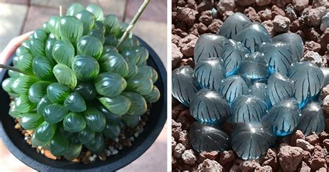 You Can Get A Clear Succulent Plant That Looks Like Tiny Opals And I