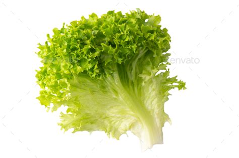 Cose Up Organic Letucce Salad Leaf Green Hydroponic Vegetable Isolated