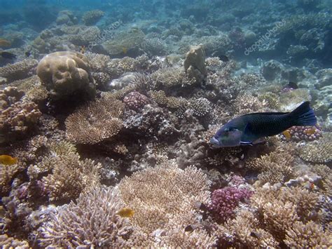 Snorkeling in the red sea — Stock Photo © chriss73 #28295653