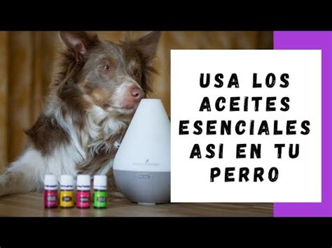 Aromaterapia Para Perros Mejora Su Bienestar De Forma Natural Las