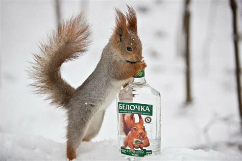 Белочка пришла к белочке.. Art Drawings Sketches, Great Pictures ...
