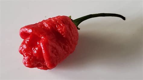 Starrracha Hornet Carolina Reaper X Moa Scotch Bonnet Grown