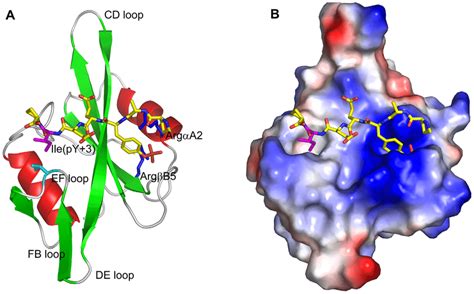 The Src Sh Domain Complexed With Pyeei A Cartoon Representation Of