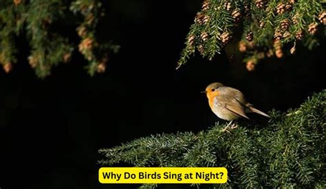 Why Do Birds Sing At Night Discover The Mysteries Spark Lark