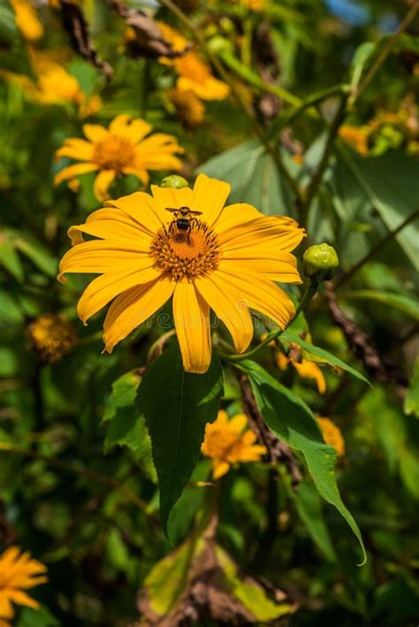 Mexican Sunflower Weed In Park Stock Image Image Of Tour