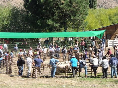 3era edición de la Feria de intercambio y venta de vellones y