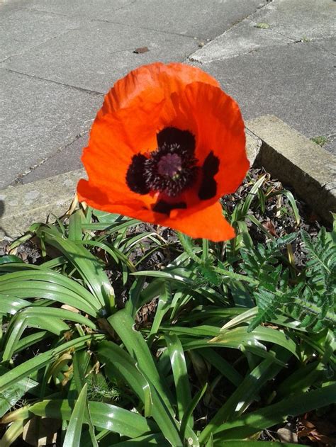 Papaver Goliath Series Beauty Of Livermere A Superstar For A Brief