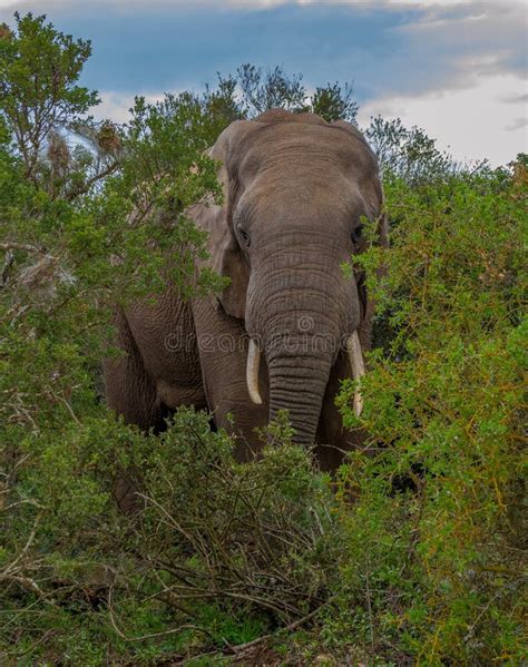 African Elephant is Part of the Big Five Stock Photo - Image of ...