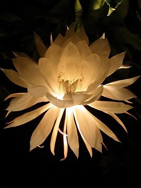 Moon Flower Light Up By A Torch And Only Blossoming Rarel Flickr