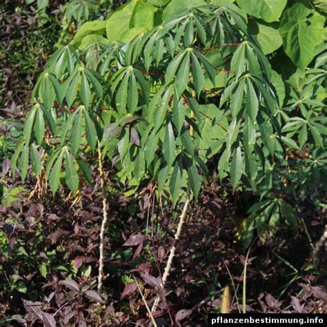 Manihot Esculenta Determinar Plantas