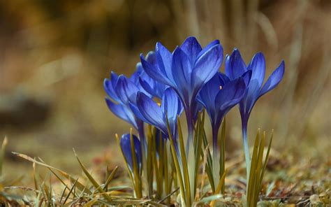 Wallpaper Blue Crocuses Spring X Hd Picture Image