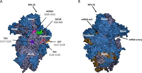 Localization Of The 18s Rrna Sequences Complementary To Mrna Motifs