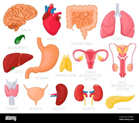 Menschliche Innere Organe Cartoon Menschliche Organe Herz Leber