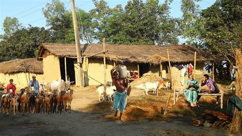 Madhesh Province Nepal Farmer Life Style Village Life Of Nepal