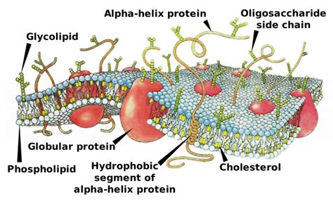 Diferencia entre membrana celular y membrana plasmática Biología