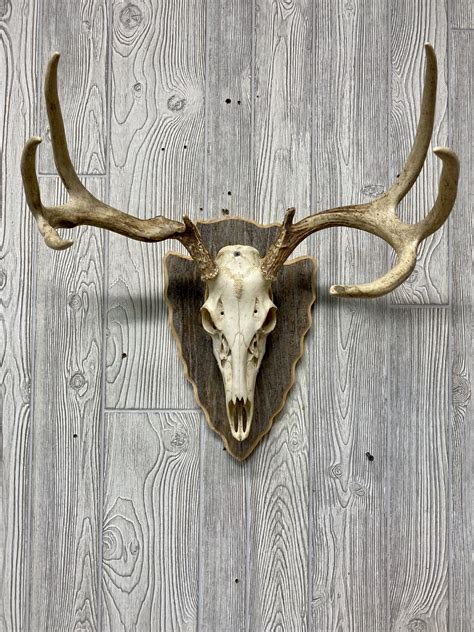 Arrowhead Deer Skull Display - Custom Outdoor Advantage