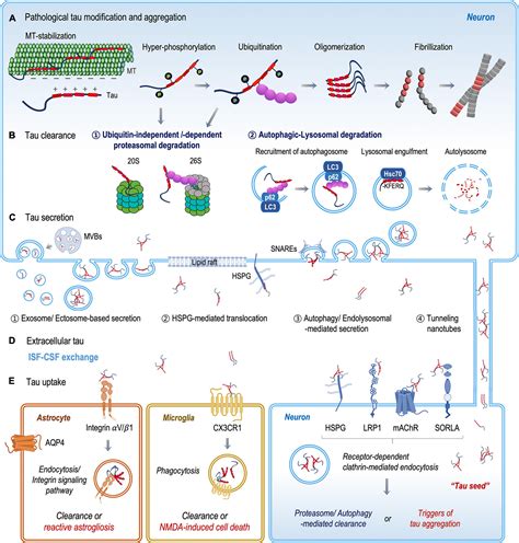 Frontiers The Fate Of Tau Aggregates Between Clearance And Transmission