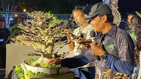 MASTER BONSAI BALI BAPAK MADE KARI DEMO BONSAI YouTube