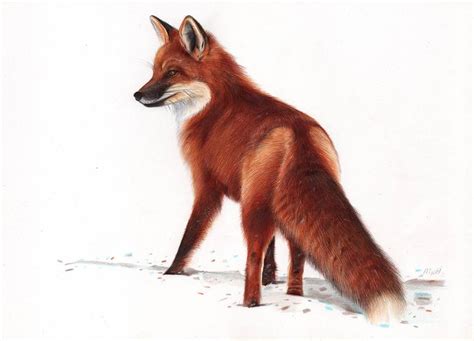 Red Fox Animal Drawing