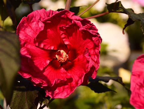 Perennial Hibiscus Hibiscus Perennials Sun Rose Flowers Plants Pink Plant Roses