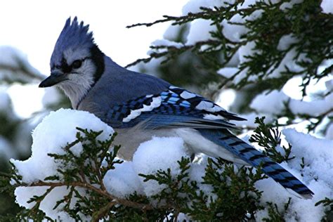 The Blue Jay | Canadian Lovely Bird Basic Facts & Information | Beauty Of Bird