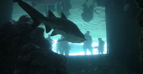 Shark Inside An Aquarium Free Stock Video Footage, Royalty-Free 4K & HD ...