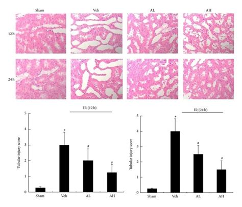 As Iv Significantly Ameliorated Histological Damage In Rats With