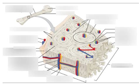 Microscopic Structures Of Bone Diagram Quizlet