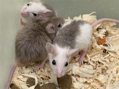 African Soft Furred Rats For Sale £4 Each For Sale In Spalding Lincs