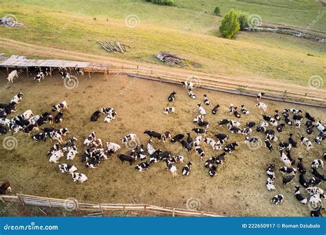 Aerial View of a Summer Cattle Pen with a Large Herd of Cows. Shooting ...