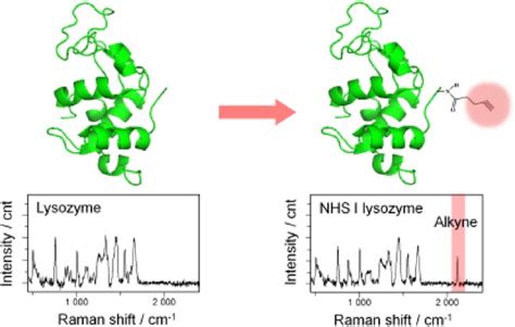 Alkyne Tagged Raman Probes For Protein By Chemical Modification