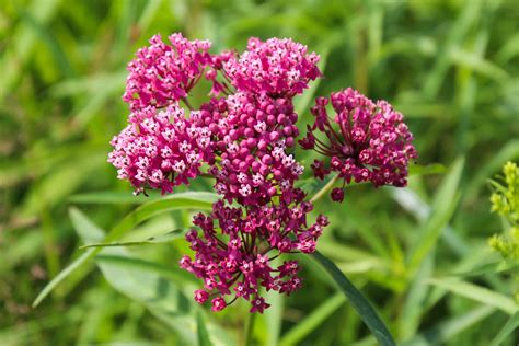 Is Milkweed A Perennial Or Annual A Z Animals