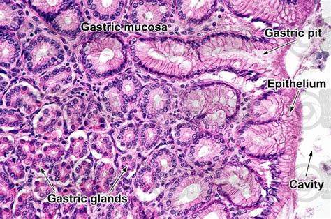 Stomach Histology Labeled Gastric Pits