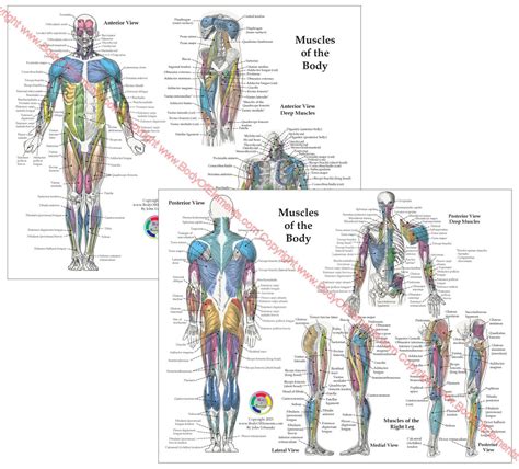 Muscle Anatomy Chart - Clinical Charts and Supplies