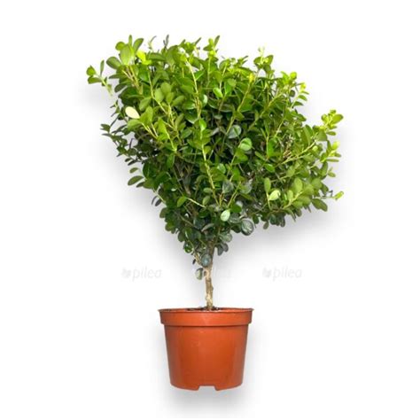 Мирсина Африканская купить в Москве с доставкой в интернет магазине Pilea