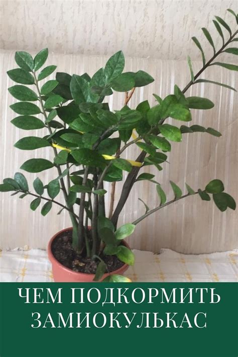 Чем подкормить замиокулькас в домашних условиях | Growing plants ...