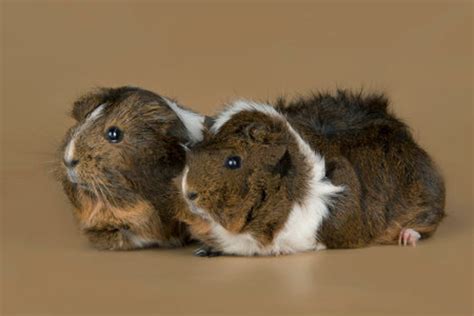 Abyssinian Guinea Pigs Care Guide Breeds Colours Origin Hubpages