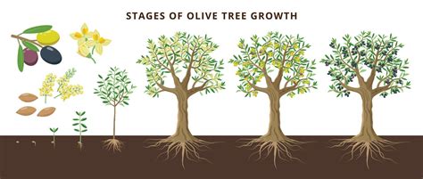 How to Grow a Kalamata Olive Tree - A Complete Guide