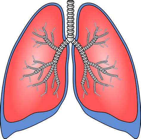 Lunger Orgel Anatomi - Gratis vektor grafik på Pixabay