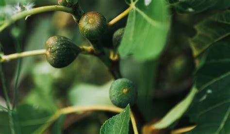 Fig Plant or Ficus Carica: Facts,Types, Maintenance and Uses