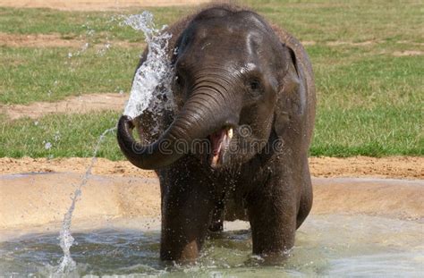 Baby Elephant Playing In Zoo Stock Photo - Image of water, herbivore ...