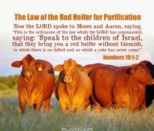 numbers 19:1-22, the law of the red heifer | Read bible, Bible ...