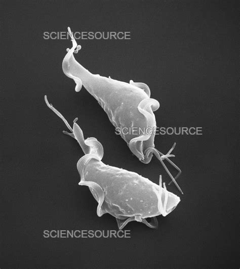 Trichomonas Vaginalis Protozoan Paras Stock Image Science Source Images