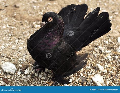 Beautiful Black Dove Stock Image Image Of Wings Happiness 15841783